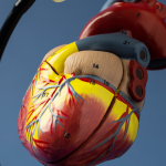 El pericardio, la membrana que mantiene el corazón en su sitio