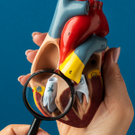 ¿Qué función tienen las válvulas cardíacas?