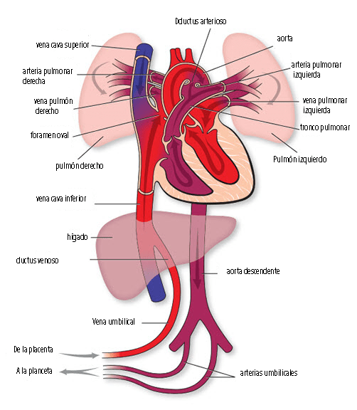detalles del corazon prenatal