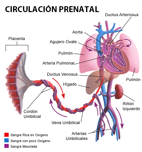 sistema circulatorio prental